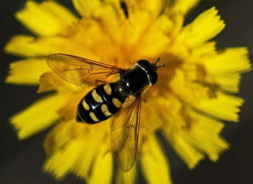 Réf. 212 060 : Eupeodes luniger